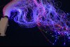 Фиброоптическое волокно с источником света (200 штук) - москва.сенсорная-комната.рф - Москва