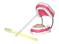 Муляж челюсти для обработки техники чистки зубов - москва.сенсорная-комната.рф - Москва