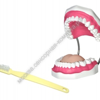 Муляж челюсти для обработки техники чистки зубов - москва.сенсорная-комната.рф - Москва